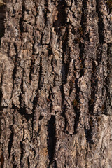 Fototapeta premium Tree bark texture showing natural organic pattern