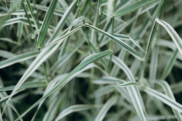 Green and white variegated grass leaves creating natural background © Iryna