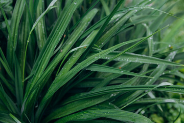 Green plant leaves with fresh water drops © Iryna