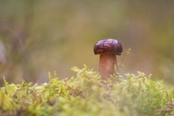 Wächter © chrissiralu