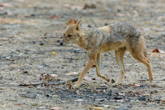 Golden Jackal, Comman jackal or Indian jackall (Canis aureus) around in Kanha National Park in India