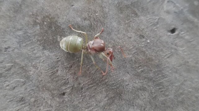 Close-up of an ant on rough concrete. Ant has greenish body and reddish head. It moves slowly across textured ground. Details of legs and antennae are visible.