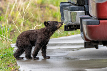 American black bear cub (Ursus americanus), or simply black bear. This bear cub was walking with mum and looking for food in the spring in Yellowstone Yellowstone National Park - Wyoming - USA. © henk bogaard