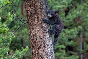 American black bear cub (Ursus americanus), or simply black bear. This bear cub was walking with mum and looking for food in the spring in Yellowstone Yellowstone National Park - Wyoming - USA. © henk bogaard