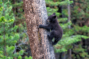American black bear cub (Ursus americanus), or simply black bear. This bear cub was walking with mum and looking for food in the spring in Yellowstone Yellowstone National Park - Wyoming - USA. © henk bogaard