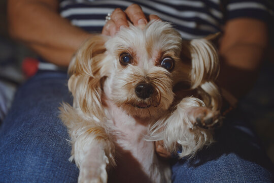 Woman petting adorable Yorkshire terrier dog on her lap at home