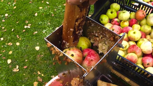 Farmer's hands putting fresh harvested apples into a fruit crusher and pressing them with a wooden pestle to produce mash for making cider or juice, showcasing a traditional production method