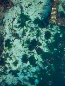 Aerial view of the Shark Breeding Pool with numerous blacktip reef sharks swimming in clear turquoise water over sandy seabed and patches of seaweed in Karimunjawa, Central Java, Indonesia.