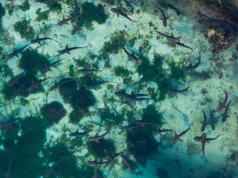 Aerial view of the Shark Breeding Pool with numerous sharks swimming in clear shallow water over seaweed and sandy patches in Karimunjawa, Central Java, Indonesia.