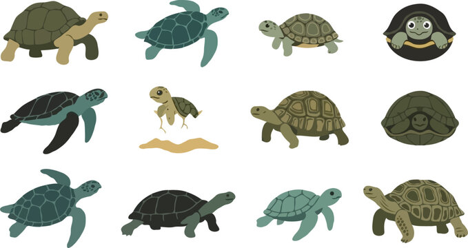 Turtle and tortoise vector illustration icon set with different species like sea turtles tortoises hatching baby and shells isolated on white