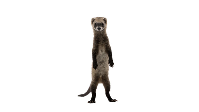 Small wild african meerkat suricate sitting full body isolated on transparent background