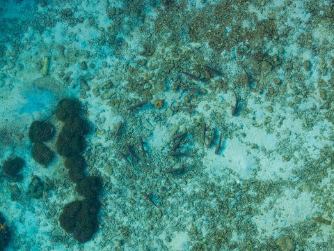Aerial view of small sharks swimming over a shallow coral reef with sandy patches and dark seaweed clusters in the clear turquoise water of Karimunjawa, Central Java, Indonesia.