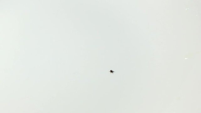 Tiny black ixodes tick, a potential carrier of lyme disease and encephalitis, crawling across a clean, isolated white background, highlighting the dangerous arachnid parasite