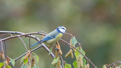 Birds of Germany - Cyanistes caeruleus - Blue tit perched among birch branches © Sebastian