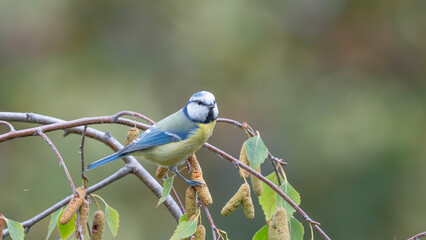 Birds of Germany - Cyanistes caeruleus - Blue tit perched among birch branches © Sebastian