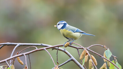 Birds of Germany - Cyanistes caeruleus - Blue tit perched among birch branches © Sebastian