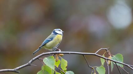 Fototapeta premium Birds of Germany - Cyanistes caeruleus - Blue tit perched among birch branches