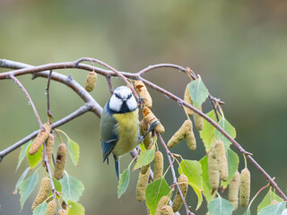 Birds of Germany - Cyanistes caeruleus - Eurasian blue tit feeding on silver birch catkins © Sebastian