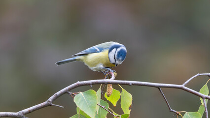Birds of Germany - Cyanistes caeruleus - Blue tit perched among birch branches © Sebastian