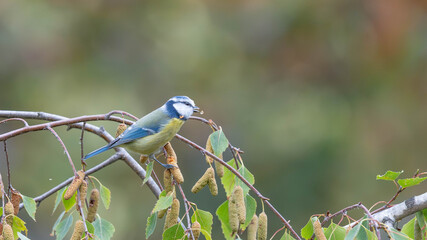 Birds of Germany - Cyanistes caeruleus - Blue tit perched among birch branches © Sebastian