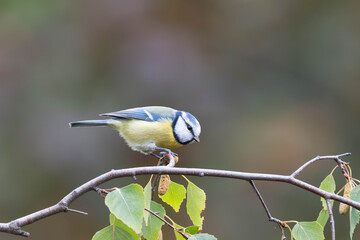 Birds of Germany - Cyanistes caeruleus - Blue tit perched among birch branches © Sebastian
