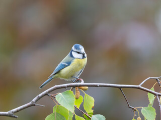 Birds of Germany - Cyanistes caeruleus - Blue tit perched among birch branches © Sebastian