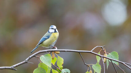 Birds of Germany - Cyanistes caeruleus - Blue tit perched among birch branches © Sebastian