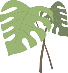 vector illustration of a monstera © chiper44