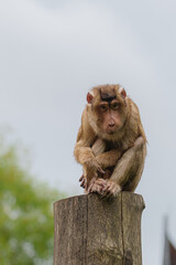 A small monkey sitting on top of a weathered tree stump. © Daan Klein