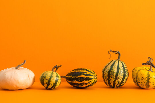 Autumn Thanksgiving background with row of diverse decorative striped pumpkins and gourds on bright orange backdrop. Creative fall harvest season banner or border composition with copy space.