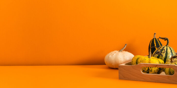 Autumn Thanksgiving background with diverse striped pumpkins and decorative gourds in wooden tray. Creative fall harvest season panoramic banner composition with copy space on orange backdrop.