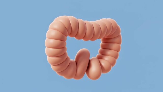 Intestinal Peristalsis and Muscle Contraction 3D Animation