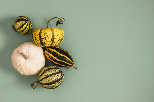 Minimalist autumn backdrop with diverse striped pumpkins on sage green background for design template. Creative flat lay fall harvest seasonal layout composition with copy space for poster or card.