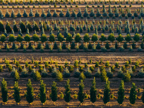 Aerial view of a commercial tree nursery with rows of evergreen and deciduous trees planted in agricultural fields in Longmont, Colorado, United States.