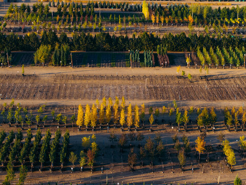 Aerial view of a commercial tree nursery with rows of saplings, deciduous trees in autumn colors, and evergreen shrubs in Longmont, Colorado, United States.