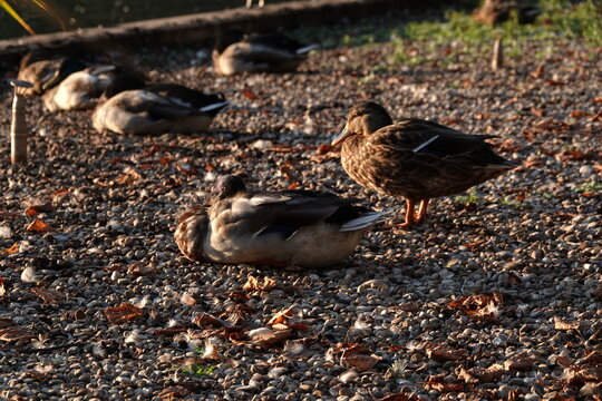 Gruppe von Enten ruht am steinigen Ufer