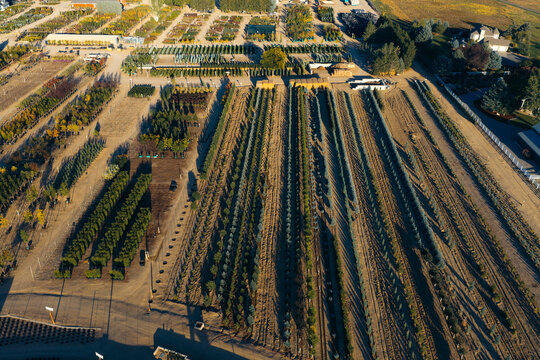 Aerial view of a large tree nursery featuring organized rows of saplings and landscaping plants in a commercial agricultural setting in Longmont, Colorado, United States.
