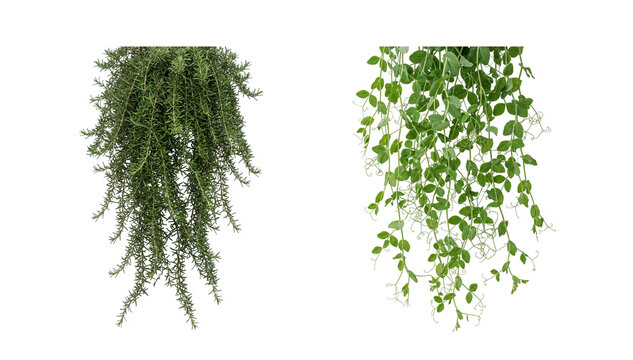 Densely packed hanging rosemary shrub and delicate leafy vine isolated on transparent background suitable for virtual staging and green walls.