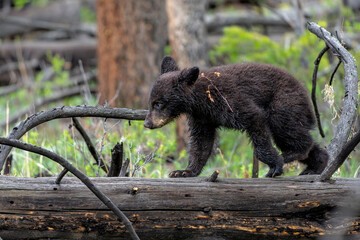 American black bear cub (Ursus americanus), or simply black bear. This bear cub was walking with mum and looking for food in the spring in Yellowstone Yellowstone National Park - Wyoming - USA. © henk bogaard