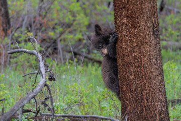 American black bear cub (Ursus americanus), or simply black bear. This bear cub was walking with mum and looking for food in the spring in Yellowstone Yellowstone National Park - Wyoming - USA. © henk bogaard