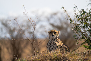 African Cheetah Alert in Dry Grassland Bush Wildlife Safari © Jitbodee