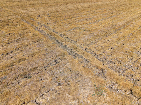 Aerial view of drought affected rice field with cracked dry soil in Wedung, Central Java, Indonesia.