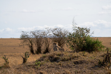 African Cheetah Alert in Dry Grassland Bush Wildlife Safari © Jitbodee
