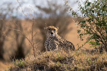 African Cheetah Alert in Dry Grassland Bush Wildlife Safari © Jitbodee