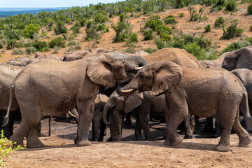 Fototapeta premium Elephants moving around for food and water in Addo Elephant National Park in South Africa