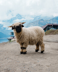 A fluffy white sheep standing in a mountainous landscape. © Daan Klein