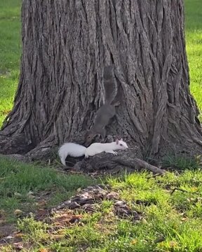 black and white squirrel