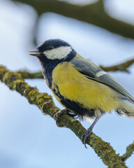 A small bird with yellow underparts and black markings perched on a tree branch. © Daan Klein