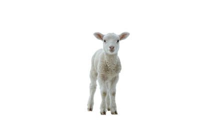 Small cute domestic white lamb sheep standing isolated on transparent background © James