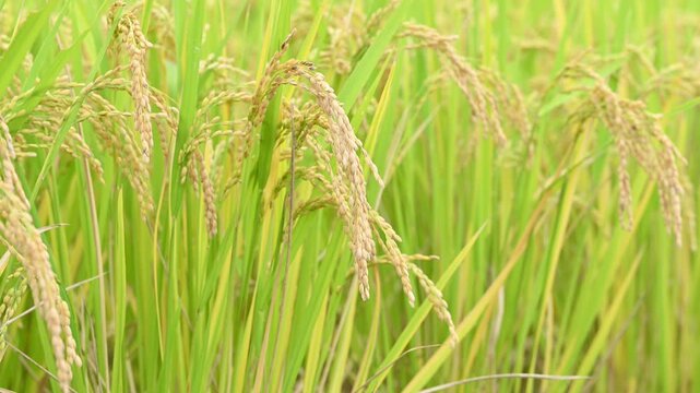 黄金色に輝く稲穂の超接写（マクロ撮影・新米・穀物）